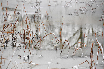 As the frozen pond thaws, spring approaches.