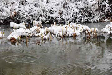 As the frozen pond thaws, spring approaches.