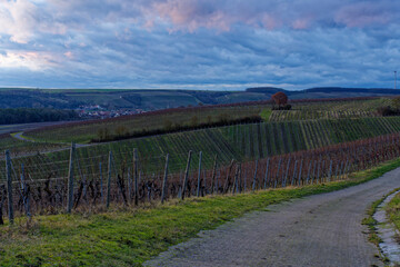 Sonnenuntergang über der Weinlage Volkacher Ratsherr zwischen Fahr am Main und Volkach an der Volkacher Mainschleife, Landkreis Kitzingen, Unterfanken, Bayern, Deutschland.