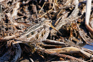 Lovely Black-winged Stilt (Gallinago gallinago, family comprising snipes) looking for food.

At WATARASE Retarding Basin, Tochigi, Japan,
Ramsar Convention registered site.
photo by February 12, 2024.