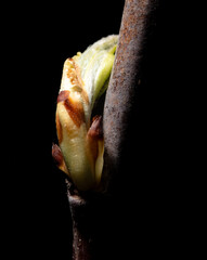Opened cherry bud in spring isolated on black background. Macro