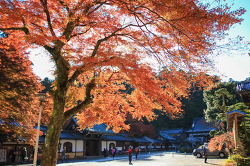 大雄山最乗寺。神奈川県南足柄市にある曹洞宗の寺院。紅葉に彩られる境内。