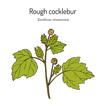 Rough cocklebur, or clotbur (Xanthium strumarium), medicinal plant.