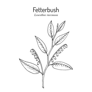 Fetterbush, or swamp doghobble (Leucothoe racemosa), ornamental plant