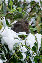 Amsel oder Schwarzdrossel, Turdus merula