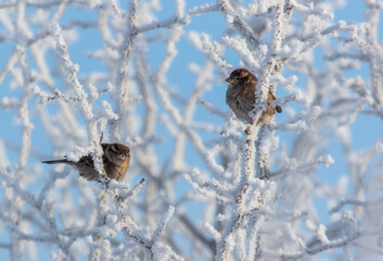 Sparrows on snowy tree branches in winter