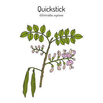 Quickstick, or Forest Lilac (Gliricidia sepium), edible and medicinal plant