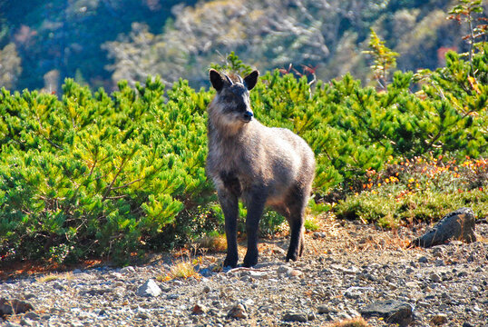ニホンカモシカ
