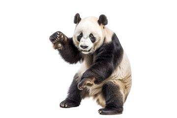 Aggressive Panda on Transparent Background, PNG