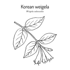 Korean weigela (Weigela subsessilis), ornamental plant.