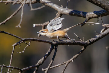 飛翔する美しいモズ（モズ科）。

日本国栃木県栃木市、渡良瀬遊水地にて。
ラムサール条約登録地。
2024年2月12日撮影。

Beautiful Bull-headed shrike (Lanius bucephalus, family comprising Lanius shrike) Bull-headed shrike in flight.

At WATARASE Retarding B