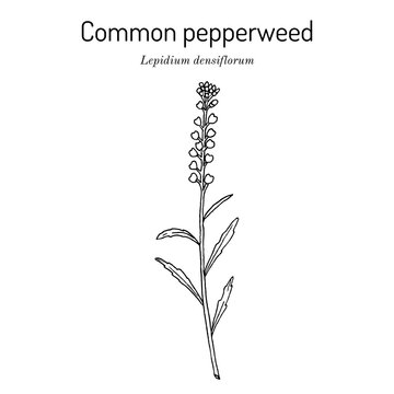 Common pepperweed (Lepidium densiflorum), edible and medicinal plant