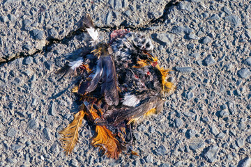 ロードキルにあってしまった可哀想なジョウビタキ（ヒタキ科）の遺体。

日本国栃木県栃木市、渡良瀬遊水地にて。
ラムサール条約登録地。
2024年2月12日撮影。

The body of a poor little robin (Phoenicurus auroreus, family comprising flycatchers) that had been roadkilled.

At WA