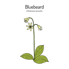 Bluebead, or yellow clintonia (Clintonia borealis), medicinal plant.