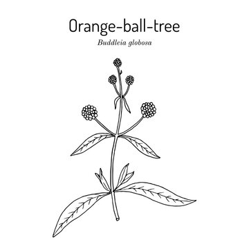 Orange Ball Tree (Buddleja globosa), medicinal plant