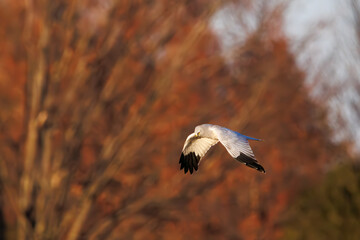 夕方ねぐら入りする飛翔する美しいハイイロチュウヒとチュウヒ（タカ科）。

日本国栃木県栃木市、渡良瀬遊水地にて。
ラムサール条約登録地。
2024年2月12日撮影。

A beautiful Northern harrier and Eastern Marsh Harrier (Circus cyaneus, Circus spilonotus, family comprising hawks) 