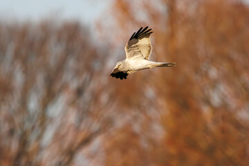 夕方ねぐら入りする飛翔する美しいハイイロチュウヒとチュウヒ（タカ科）。

日本国栃木県栃木市、渡良瀬遊水地にて。
ラムサール条約登録地。
2024年2月12日撮影。

A beautiful Northern harrier and Eastern Marsh Harrier (Circus cyaneus, Circus spilonotus, family comprising hawks) 
