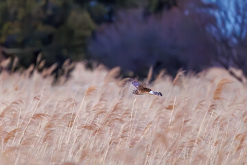夕方ねぐら入りする飛翔する美しいハイイロチュウヒとチュウヒ（タカ科）。

日本国栃木県栃木市、渡良瀬遊水地にて。
ラムサール条約登録地。
2024年2月12日撮影。

A beautiful Northern harrier and Eastern Marsh Harrier (Circus cyaneus, Circus spilonotus, family comprising hawks) 