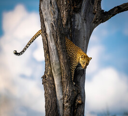 The leopard, Panthera pardus, is one of the five extant species in the genus Panthera. It has a...