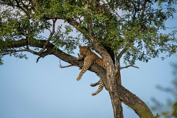 The leopard, Panthera pardus, is one of the five extant species in the genus Panthera. It has a...