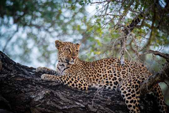 The leopard, Panthera pardus, is one of the five extant species in the genus Panthera. It has a pale yellowish to dark golden fur with dark spots grouped in rosettes. Its body is slender and muscular.