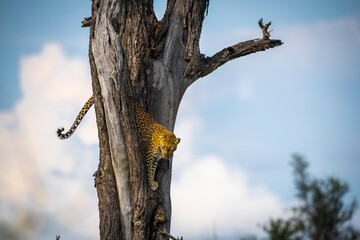 The leopard, Panthera pardus, is one of the five extant species in the genus Panthera. It has a...