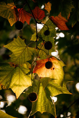 red oak leaves