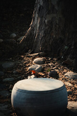 tree trunk in the cave