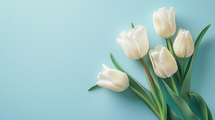Naklejka premium Fresh White Tulips on a Crisp Light Blue Background