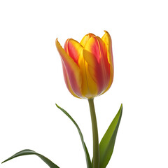 Tulip image isolated on a transparent background PNG photo