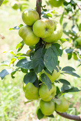 Apple harvest in the orchard. A branch covered with apples on a sunny summer day