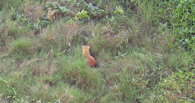 ginger cat lying dow in a field of tall grass