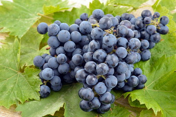 Bunch of grapes on wooden table. Healthy fruits with leaves. 