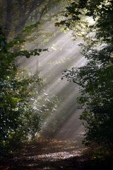 Sonnenstrahlen im Wald