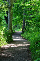 schattiger Waldweg