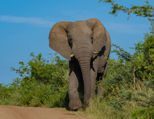 Elefant im Naturreservat Hluhluwe Nationalpark Südafrika