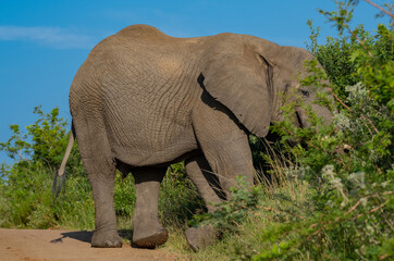 Elefant im Naturreservat Hluhluwe Nationalpark Südafrika