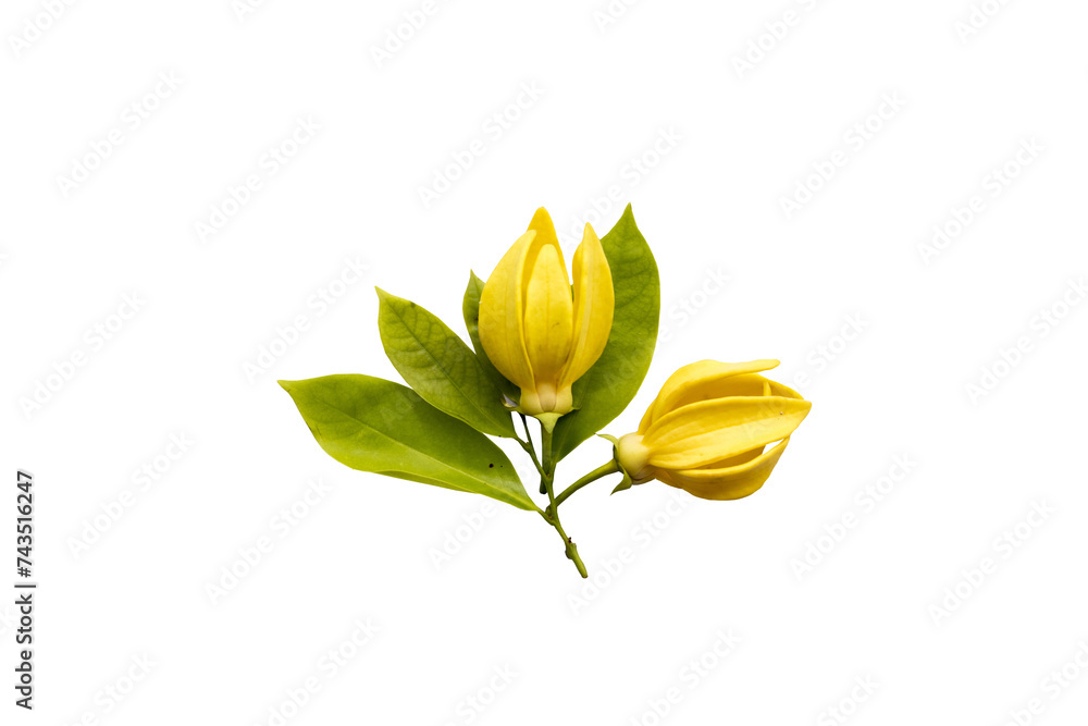 Wall mural yellow flowers ylang ylang local flora arrangement flat lay postcard style 