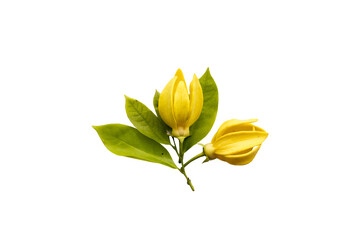 yellow flowers ylang ylang local flora arrangement flat lay postcard style 