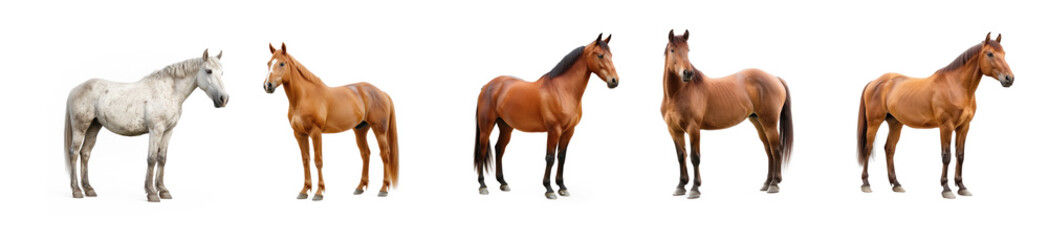 Collection of horse on transparency background PNG

