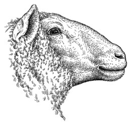 Vintage engraving isolated lamb set illustration ram ink sketch. Farm animal sheep background mutton silhouette art. Black and white hand drawn image