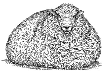 Vintage engraving isolated lamb set illustration ram ink sketch. Farm animal sheep background mutton silhouette art. Black and white hand drawn image © Turaev