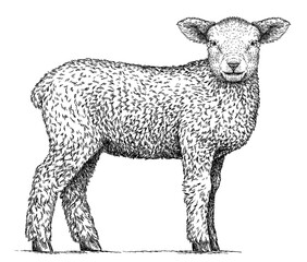 Naklejka premium Vintage engraving isolated lamb set illustration ram ink sketch. Farm animal sheep background mutton silhouette art. Black and white hand drawn image