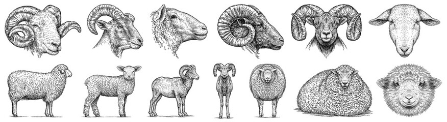 Vintage engraving isolated lamb set illustration ram ink sketch. Farm animal sheep background mutton silhouette art. Black and white hand drawn image © Turaev