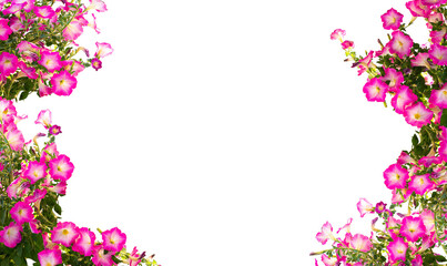 pink flowers frame isolated