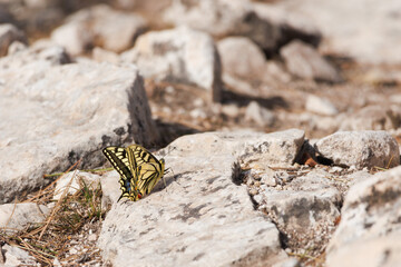 Mariposa papilio machaon sobre piedra al sol en invierno, Alcoy, España