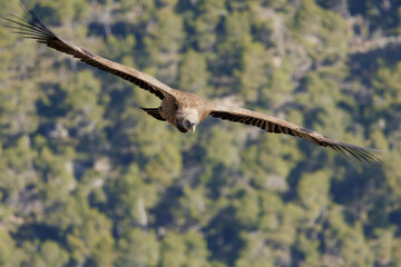 Buitre leonado, gyps fulvus, volando en dirección frontal a cámara, Alcoi, España