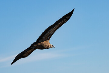 Buitre gyps fulvus volando visto desde atras con fondo de cielo azul, Alcoi, España