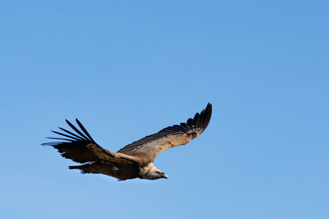 Buitre gyps fulvus volando  y fondo de cielo azul con espacio negativo, Alcoi, España