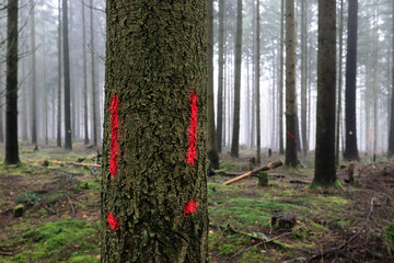 Tree marking